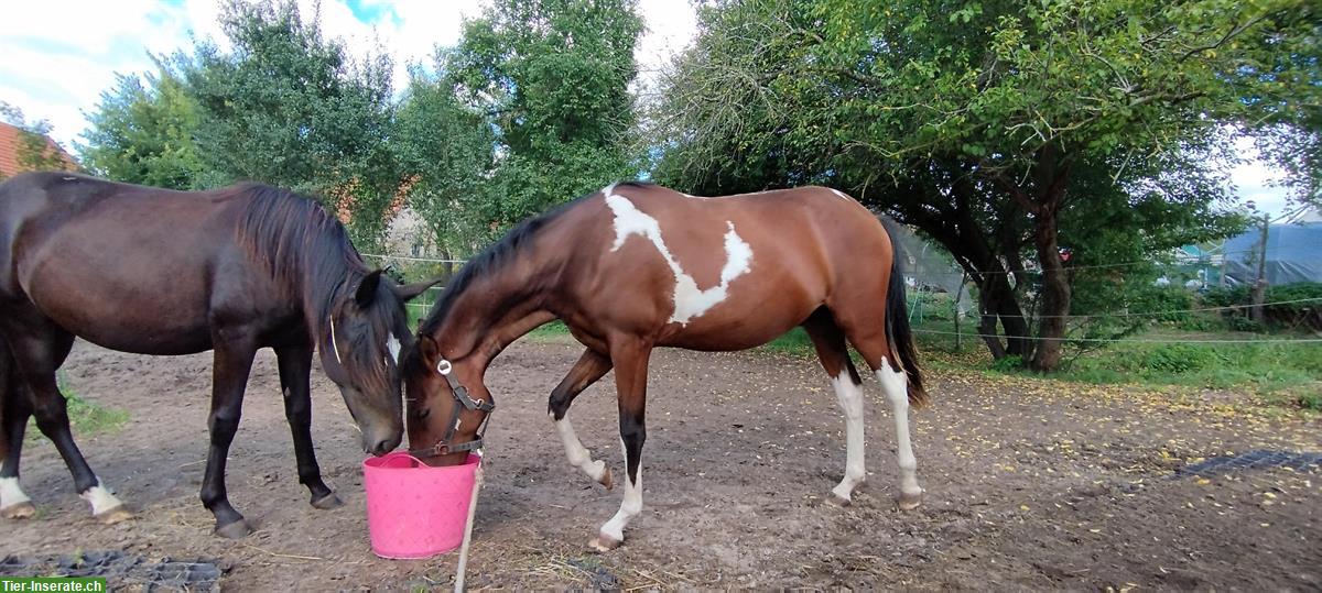 Bild 7: Gut gerittene Paso Finos und Jungpferde zu verkaufen