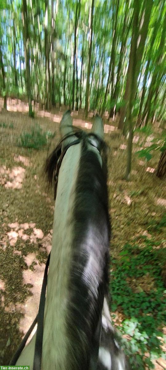 Bild 8: Gut gerittene Paso Finos und Jungpferde zu verkaufen