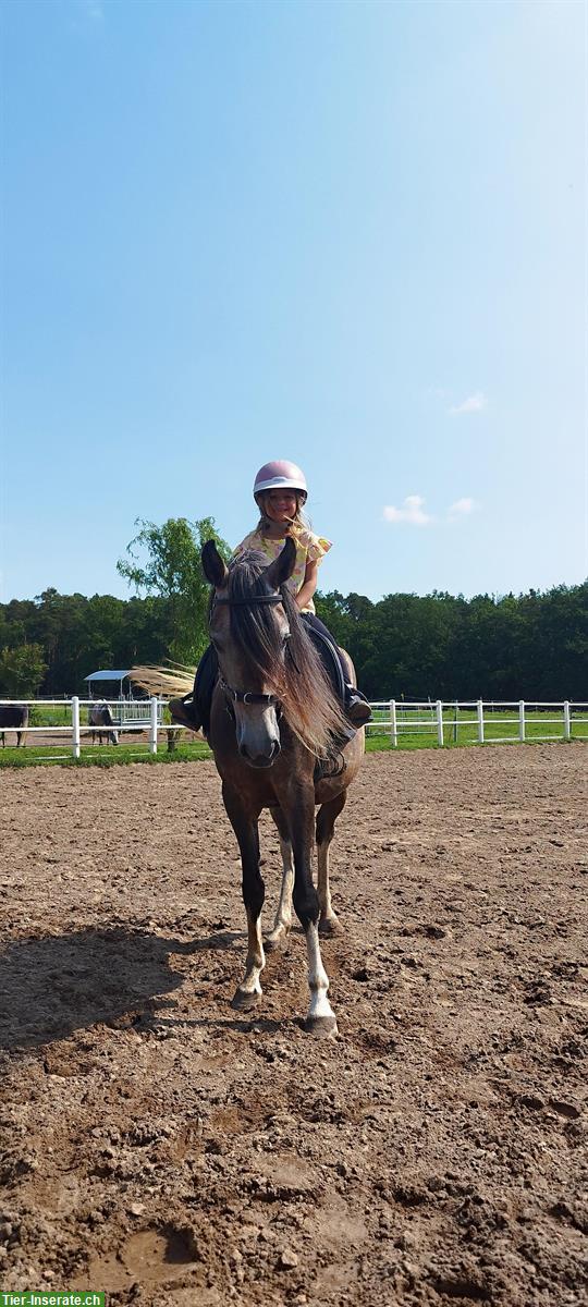Bild 9: Gut gerittene Paso Finos und Jungpferde zu verkaufen