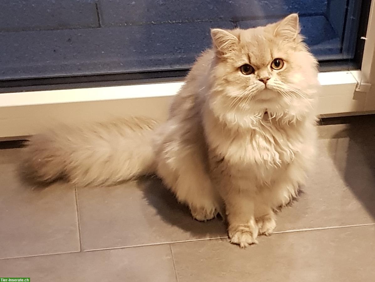 Weibliche BLH/BKH Katze, kastriert, 1.5-jährig, reinrassig