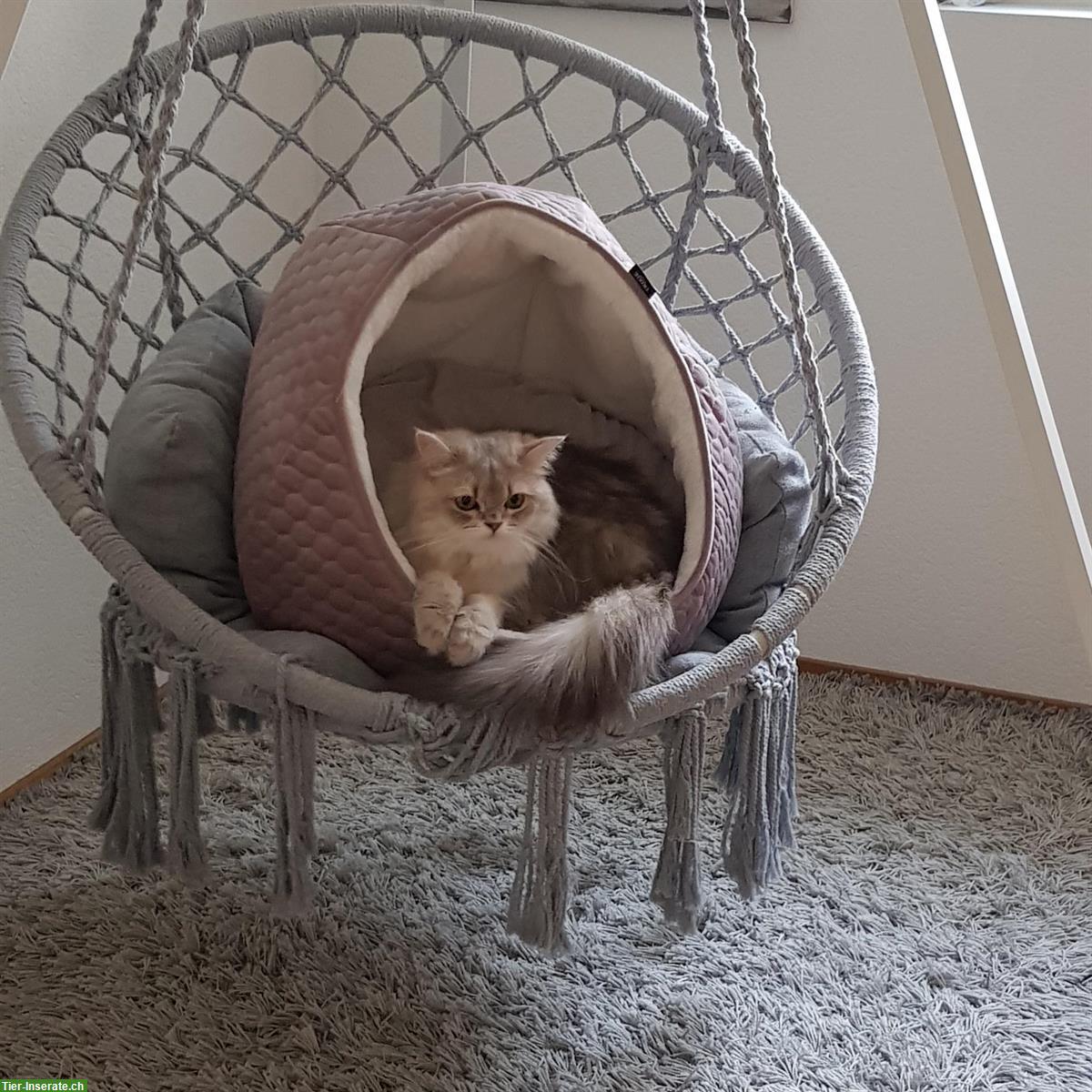 Bild 2: Weibliche BLH/BKH Katze, kastriert, 1.5-jährig, reinrassig