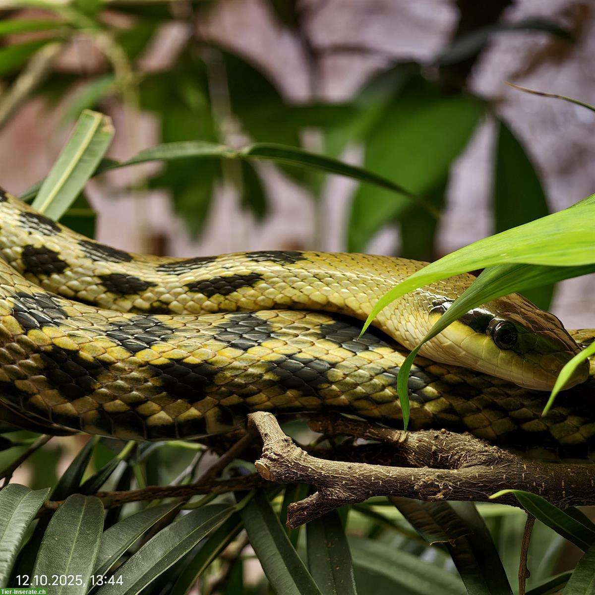 1.1 Taiwan-Schönnattern zu verkaufen