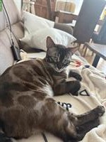 Bengal Kater, sozial, kastriert, mit Stammbaum