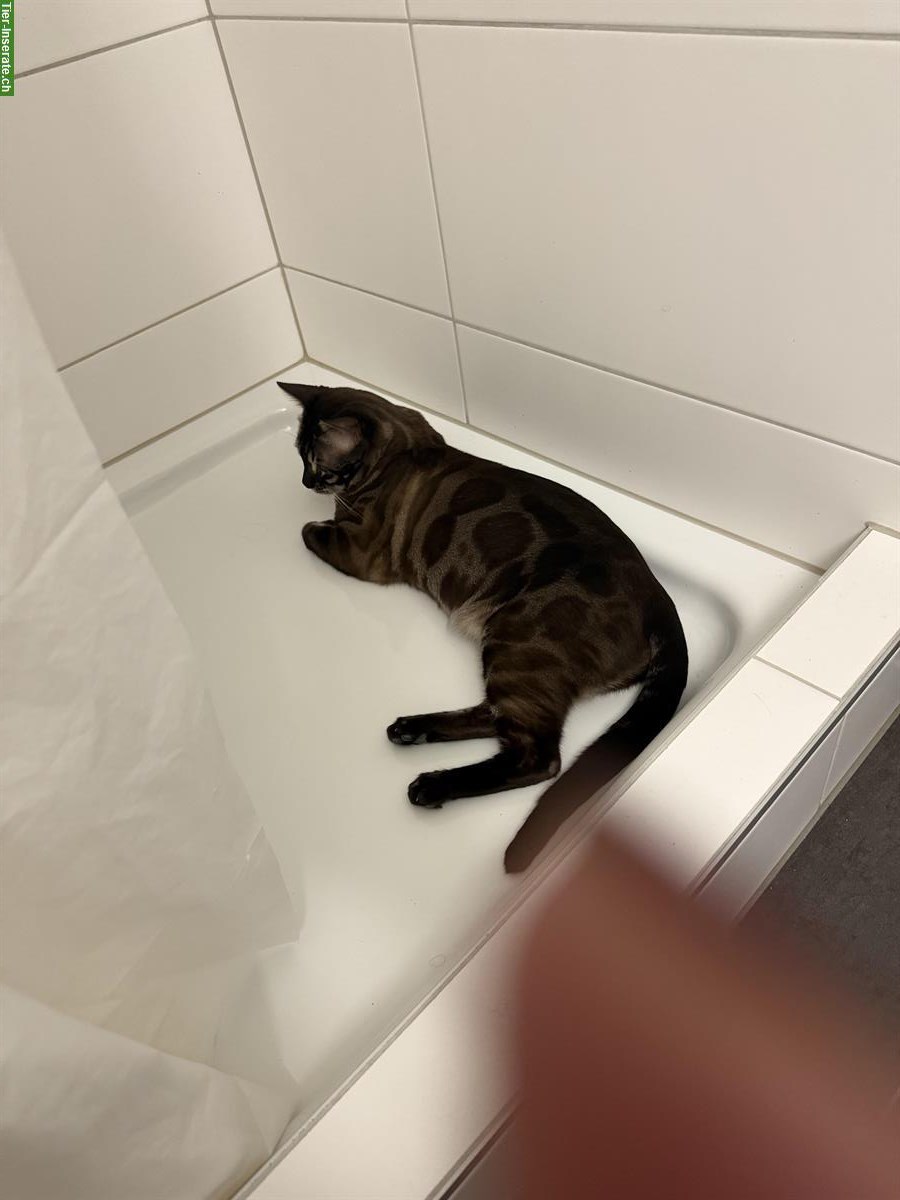 Bild 2: Bengal Kater, sozial, kastriert, mit Stammbaum