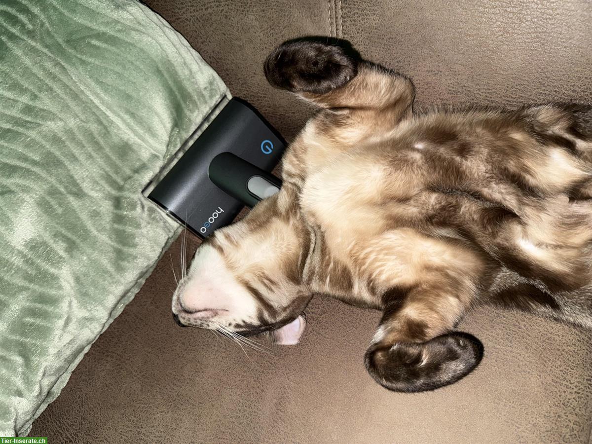 Bild 3: Bengal Kater, sozial, kastriert, mit Stammbaum