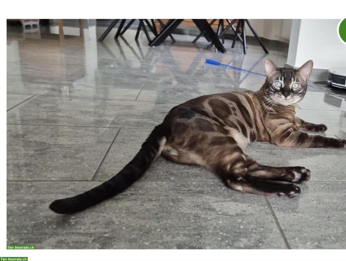 Bild 4: Bengal Kater, sozial, kastriert, mit Stammbaum