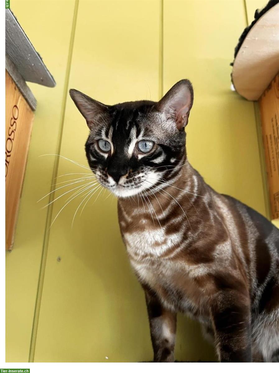 Bild 5: Bengal Kater, sozial, kastriert, mit Stammbaum