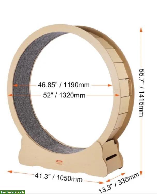 Bild 6: Bengal Kater, sozial, kastriert, mit Stammbaum