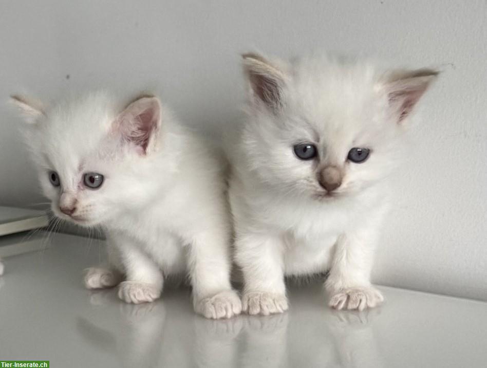 Neva Masquarade Kitten, 2 Kater + 2 Katze