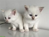 Neva Masquarade Kitten, 2 Kater + 2 Katze