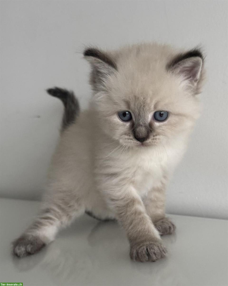 Bild 2: Neva Masquarade Kitten, 2 Kater + 2 Katze