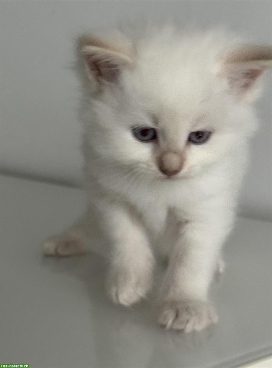 Bild 3: Neva Masquarade Kitten, 2 Kater + 2 Katze