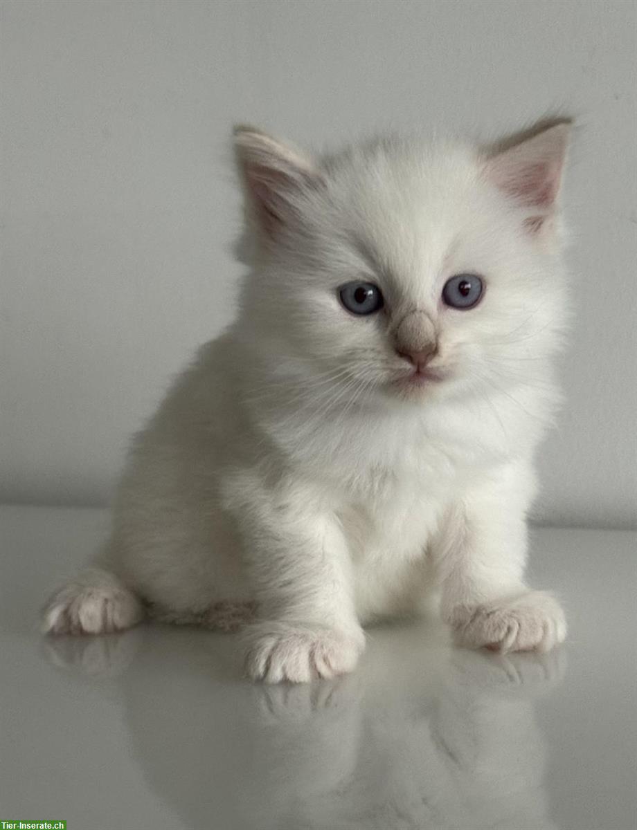 Bild 4: Neva Masquarade Kitten, 2 Kater + 2 Katze