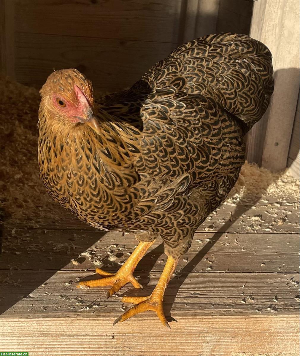 Zahmes Junghennen Trio sucht zuhause