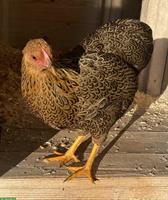 Zahmes Junghennen Trio sucht zuhause