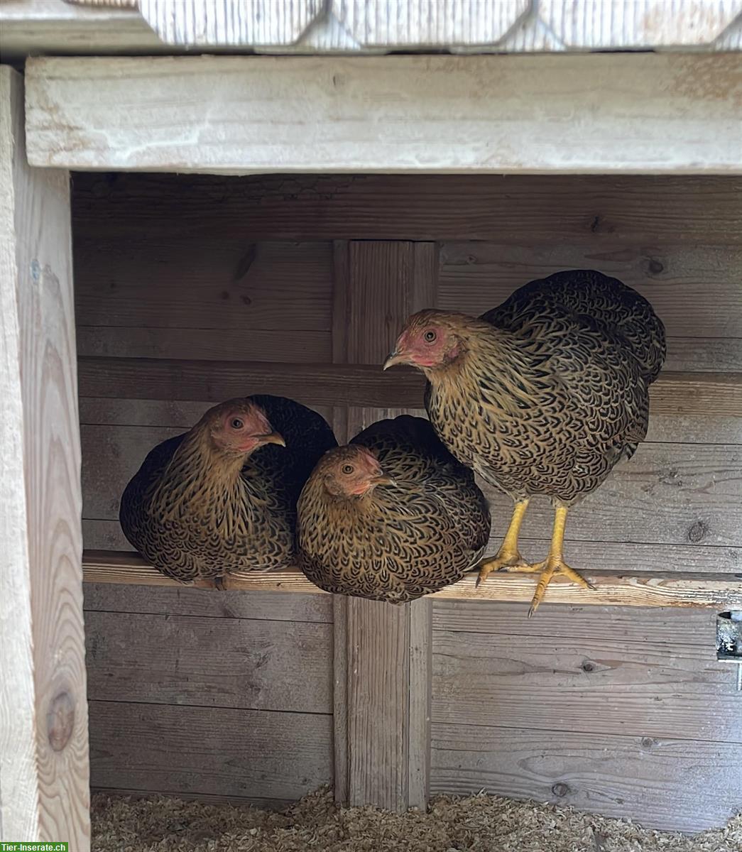 Bild 2: Zahmes Junghennen Trio sucht zuhause