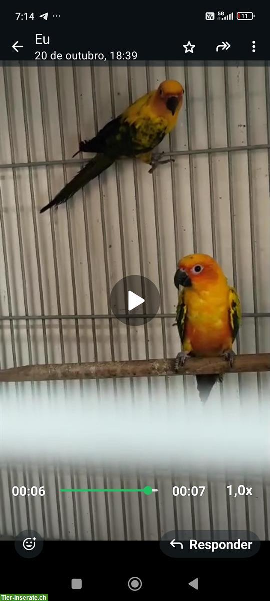 Sonnensittiche Paar, männlich und weiblich