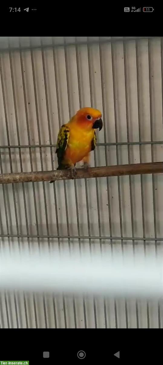 Bild 2: Sonnensittiche Paar, männlich und weiblich