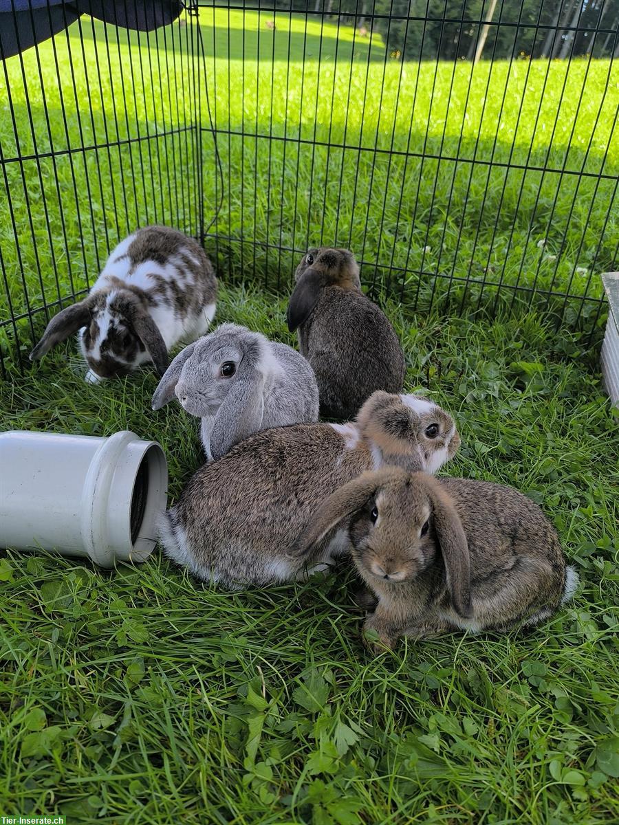 Junger Zwergwidderbock, Kinder & Hunde gewohnt