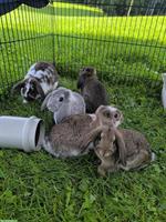 Junger Zwergwidderbock, Kinder & Hunde gewohnt