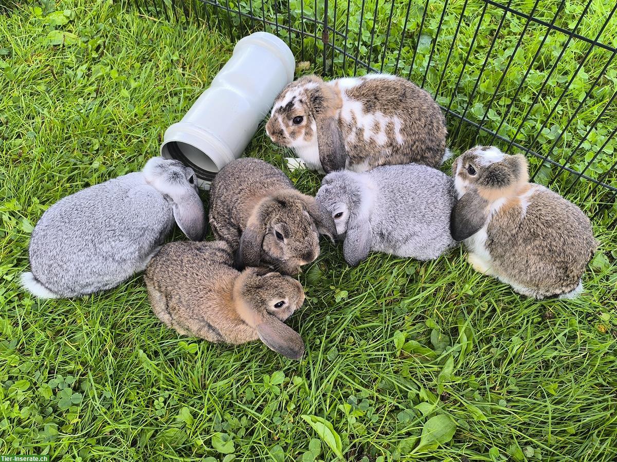 Bild 2: Junger Zwergwidderbock, Kinder & Hunde gewohnt