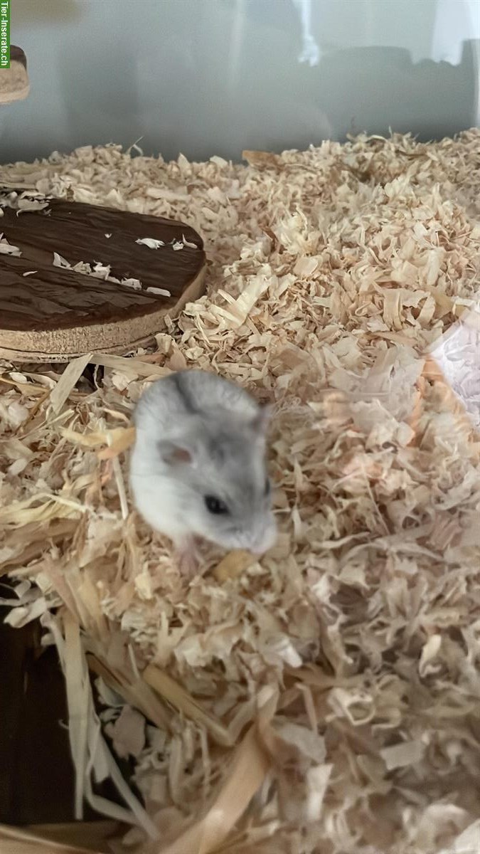 Campbell Zwerghamster, zahm, Einzelhaltung