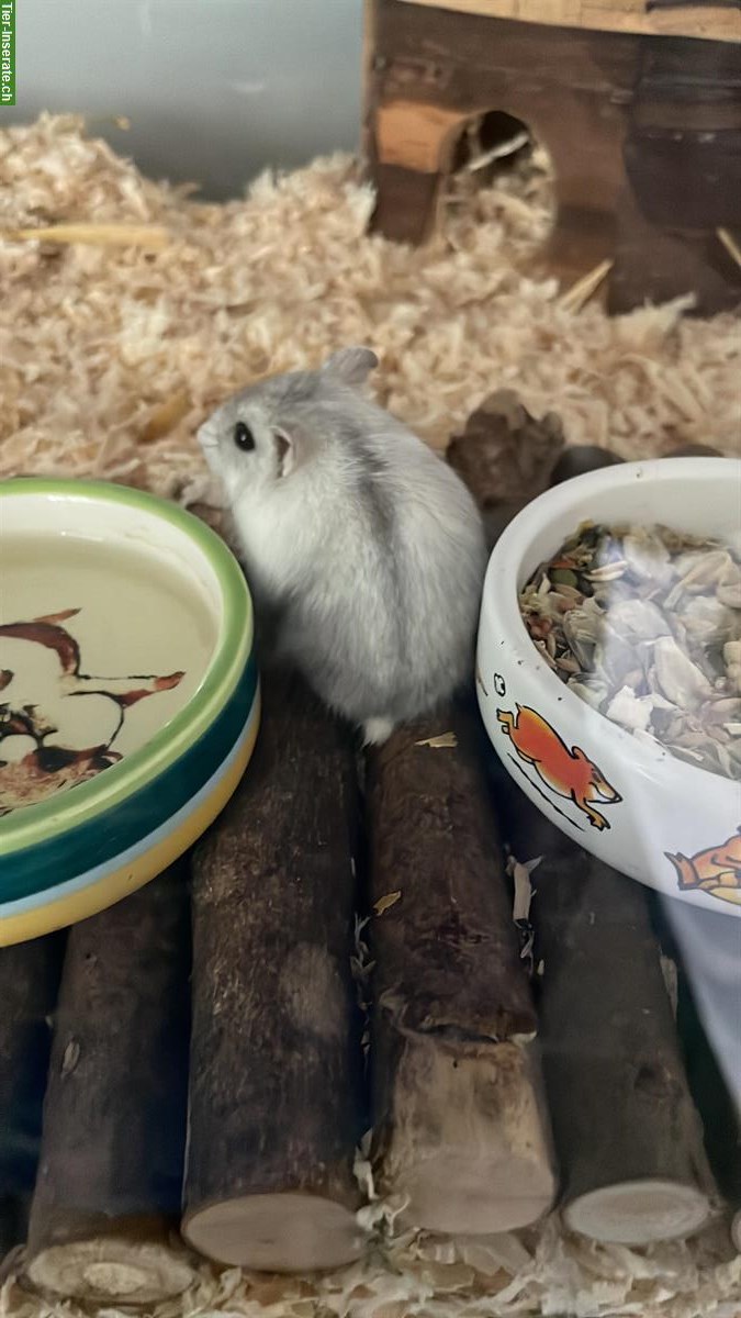 Bild 2: Campbell Zwerghamster, zahm, Einzelhaltung