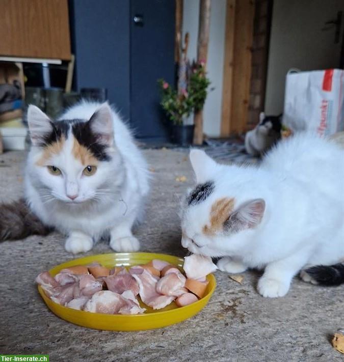 Katzenmutter und Kätzchen vom Bauernhof mit Freigang abzugeben