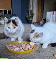 Katzenmutter und Kätzchen vom Bauernhof mit Freigang abzugeben