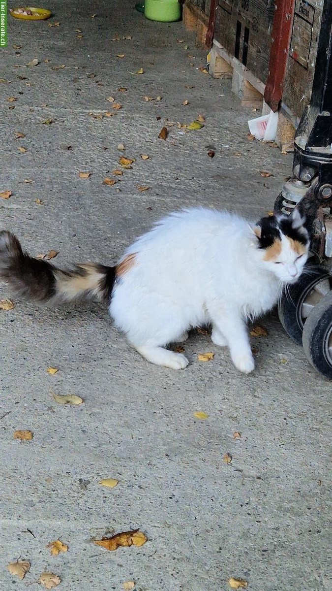 Bild 2: Katzenmutter und Kätzchen vom Bauernhof mit Freigang abzugeben