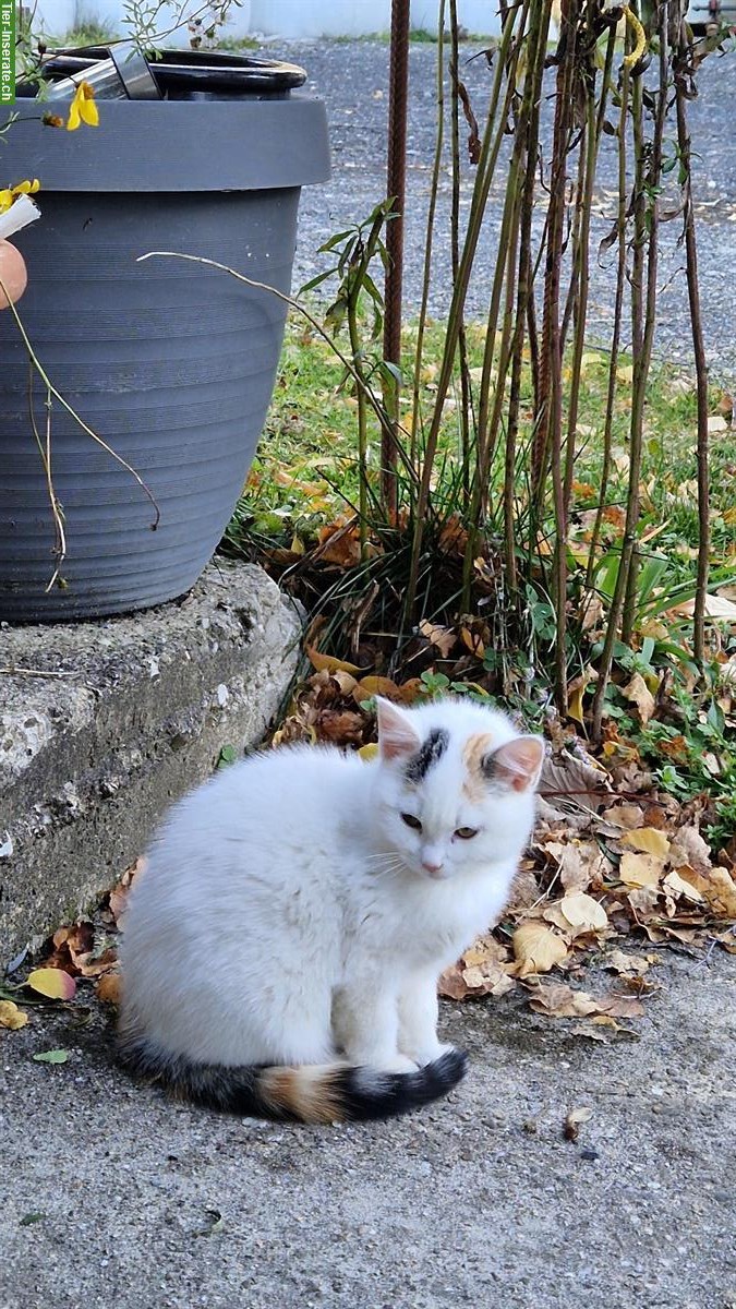 Bild 3: Katzenmutter und Kätzchen vom Bauernhof mit Freigang abzugeben