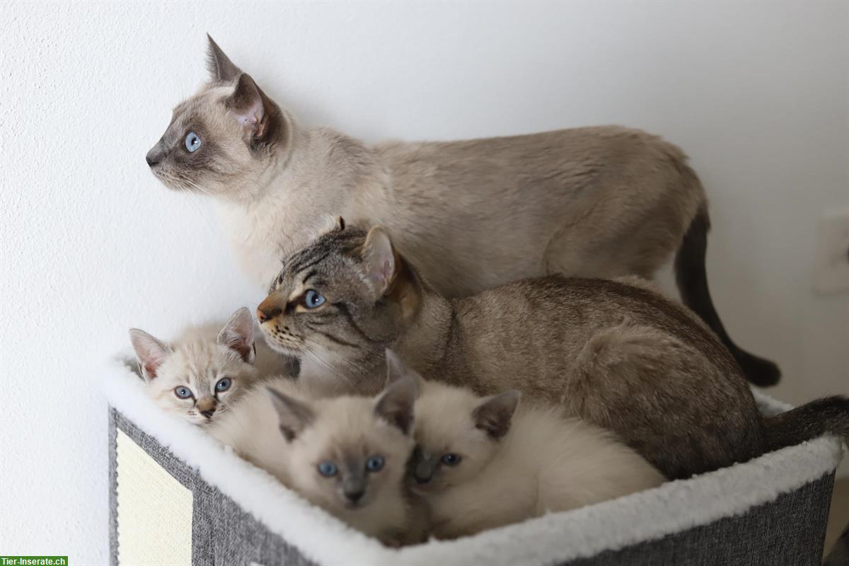 Thai Siam Kitten, weiblich, reinrassig