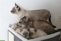 Thai Siam Kitten, weiblich, reinrassig