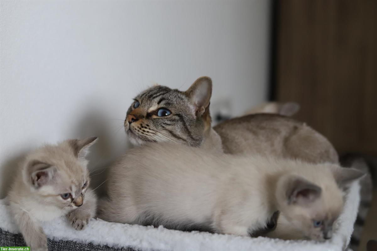 Bild 2: Thai Siam Kitten, weiblich, reinrassig