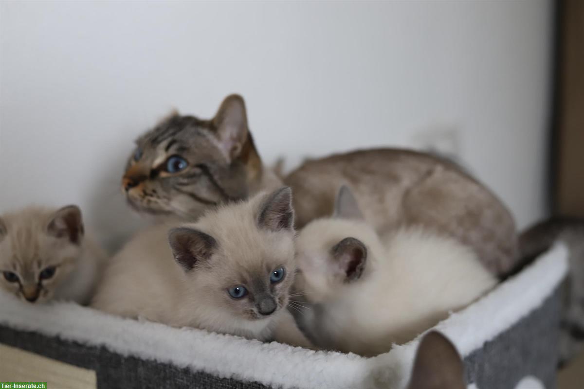 Bild 3: Thai Siam Kitten, weiblich, reinrassig