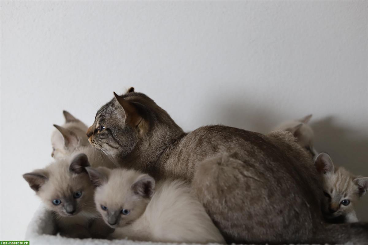 Bild 4: Thai Siam Kitten, weiblich, reinrassig