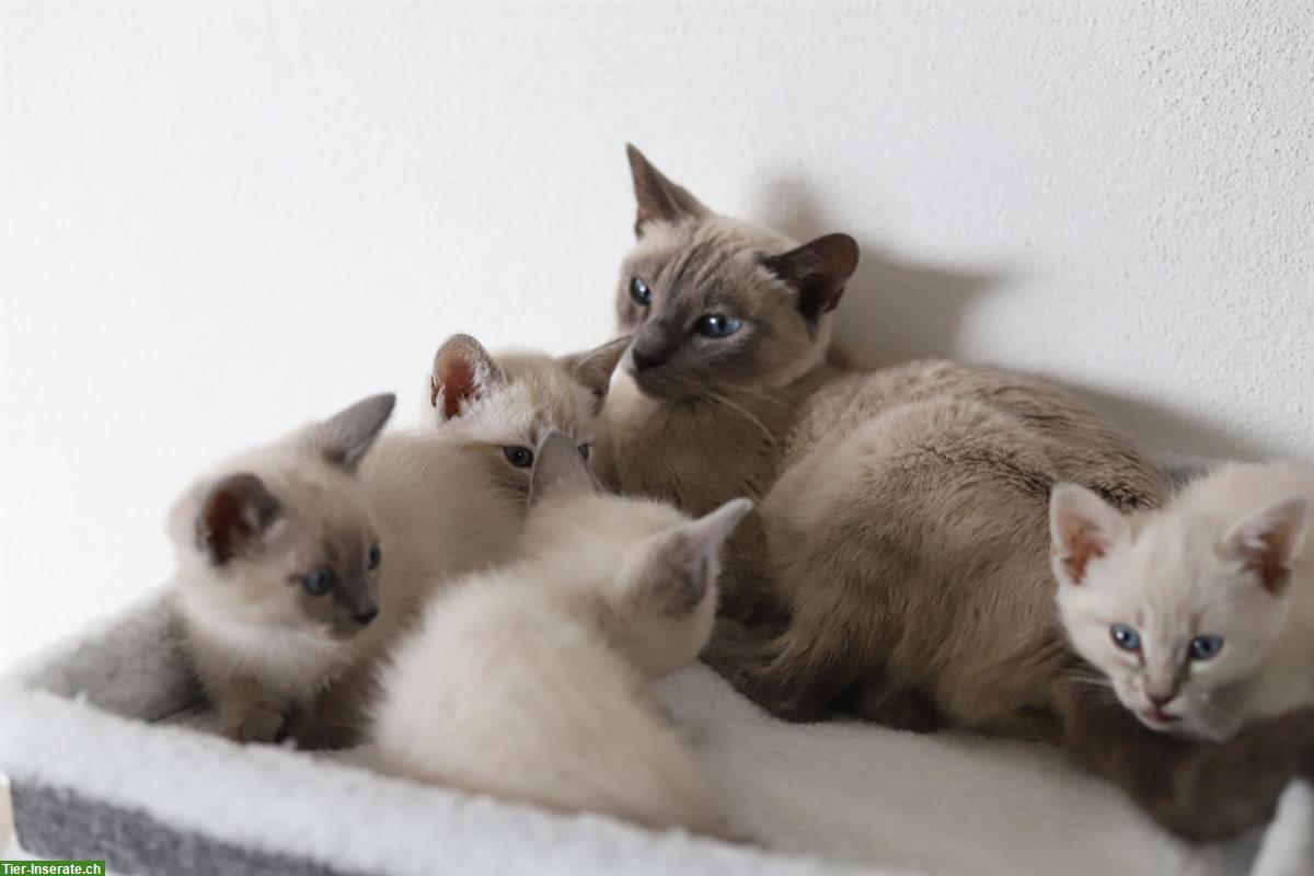 Bild 5: Thai Siam Kitten, weiblich, reinrassig