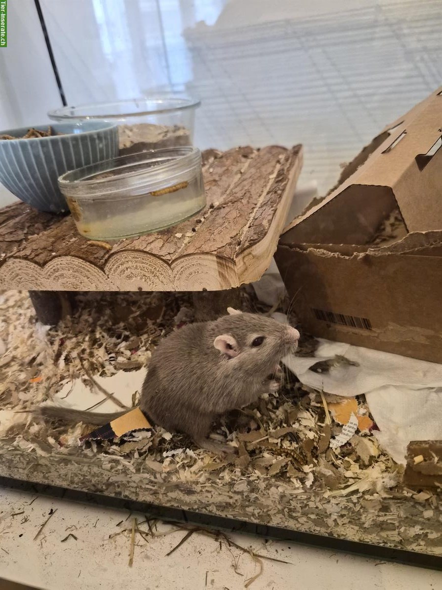 Rennmaus Männchen sucht Artgenossen