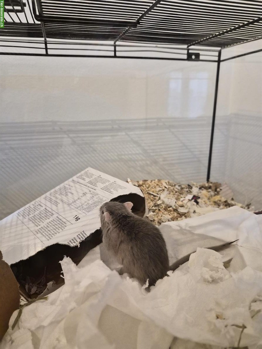 Bild 2: Rennmaus Männchen sucht Artgenossen