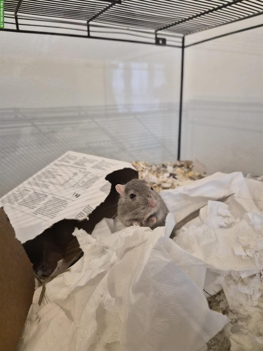 Bild 3: Rennmaus Männchen sucht Artgenossen