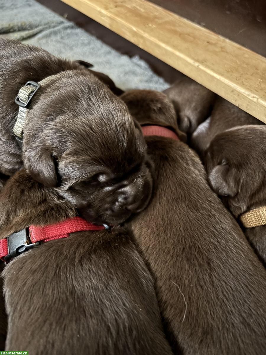 Labrador Welpen, braun, familienfreundlich, mit Stammbaum