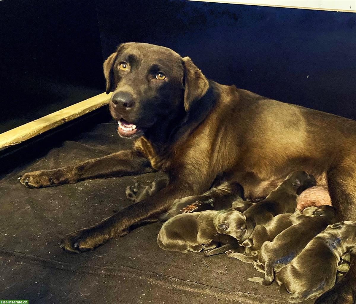 Bild 3: Labrador Welpen, braun, familienfreundlich, mit Stammbaum