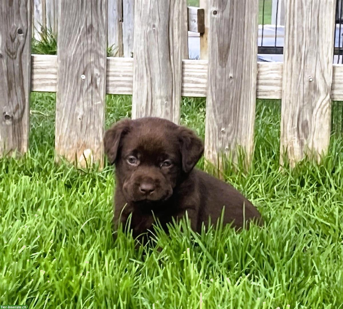 Bild 4: Labrador Welpen, braun, familienfreundlich, mit Stammbaum