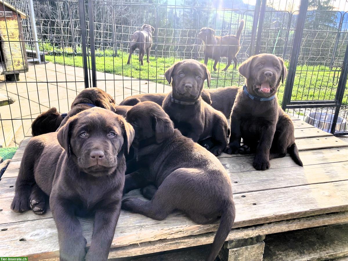 Bild 5: Labrador Welpen, braun, familienfreundlich, mit Stammbaum