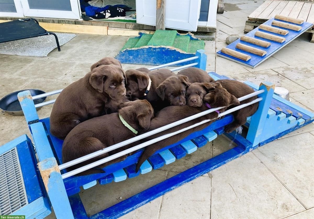 Bild 6: Labrador Welpen, braun, familienfreundlich, mit Stammbaum