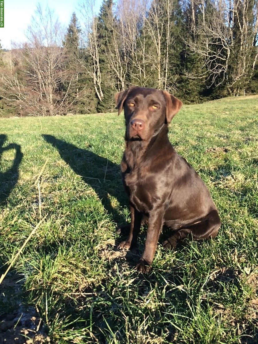 Bild 7: Labrador Welpen, braun, familienfreundlich, mit Stammbaum