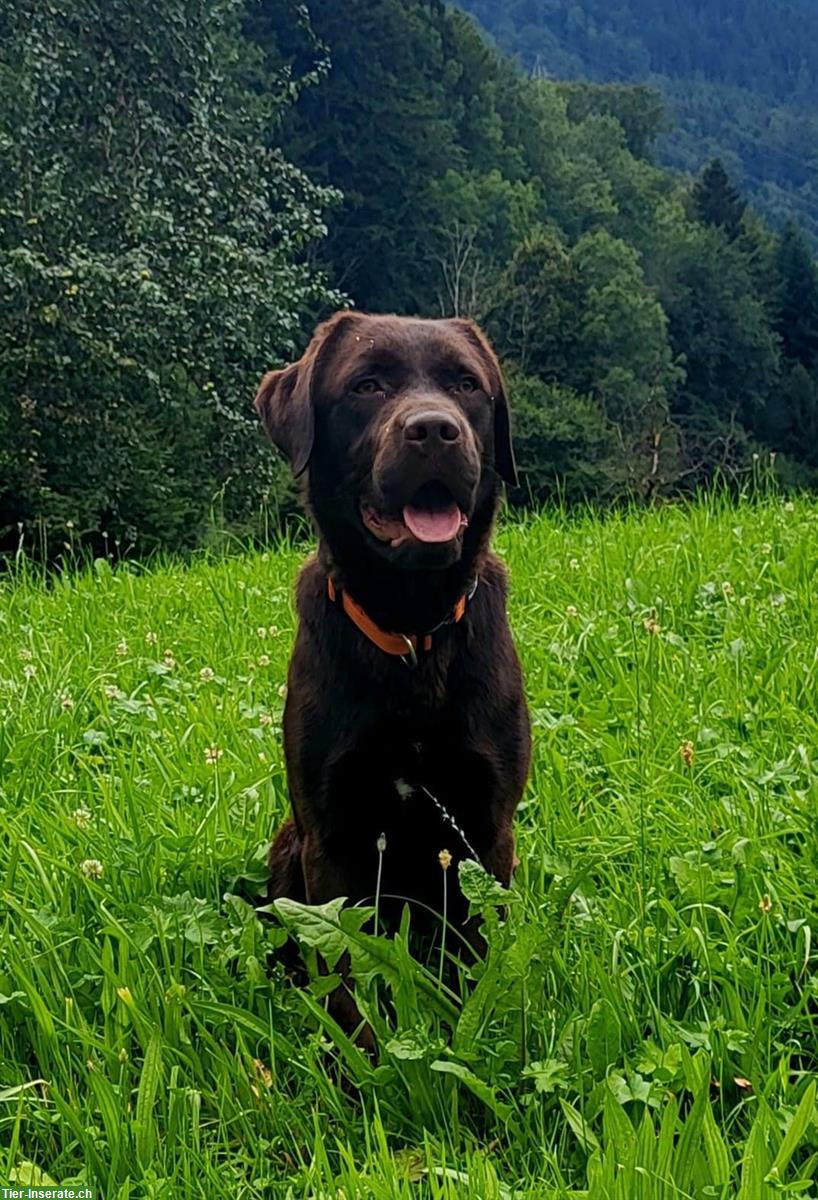 Bild 8: Labrador Welpen, braun, familienfreundlich, mit Stammbaum