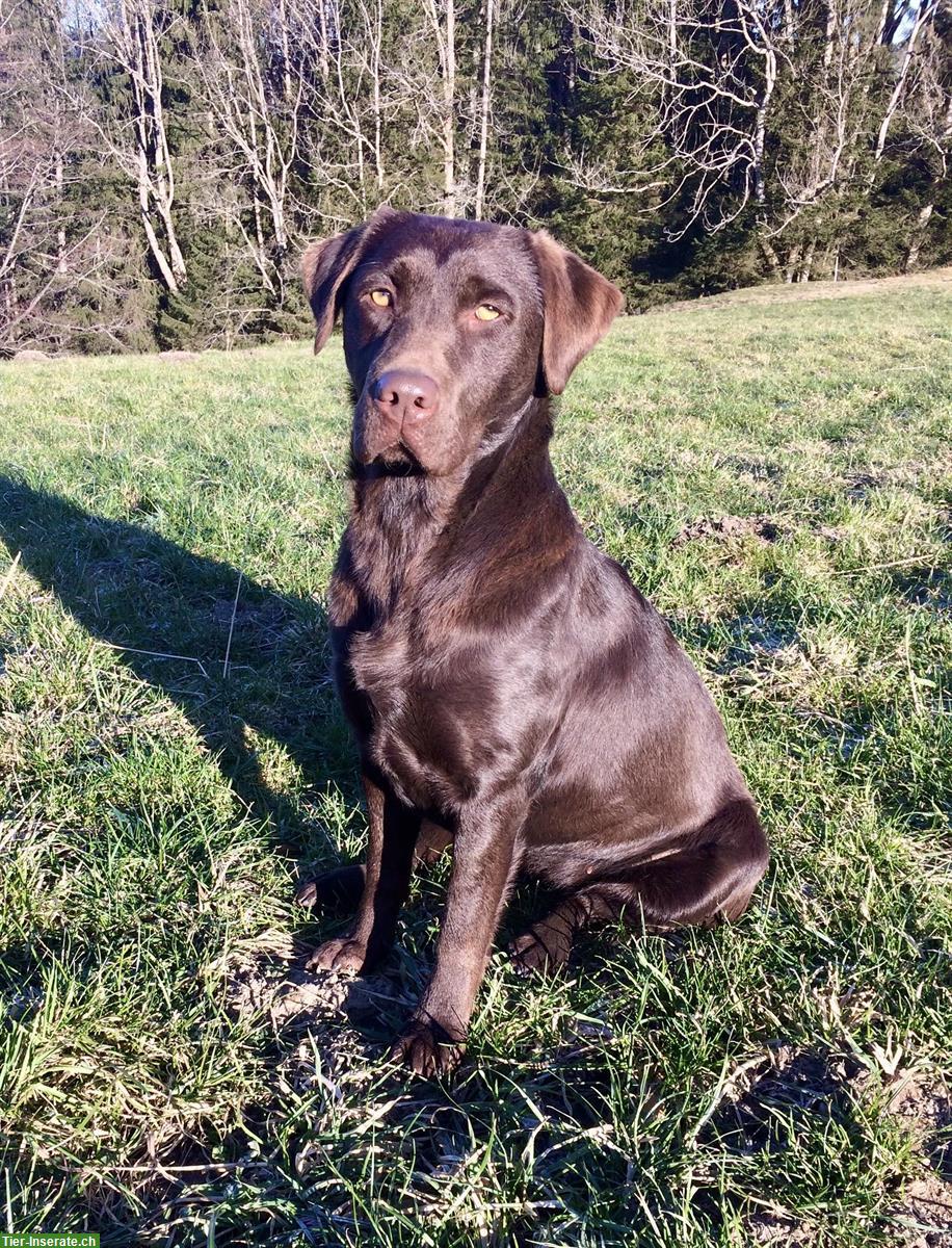 Bild 9: Labrador Welpen, braun, mit Stammbaum