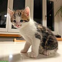 Sibirische Waldkatze Mix Kitten, familienfreundlich