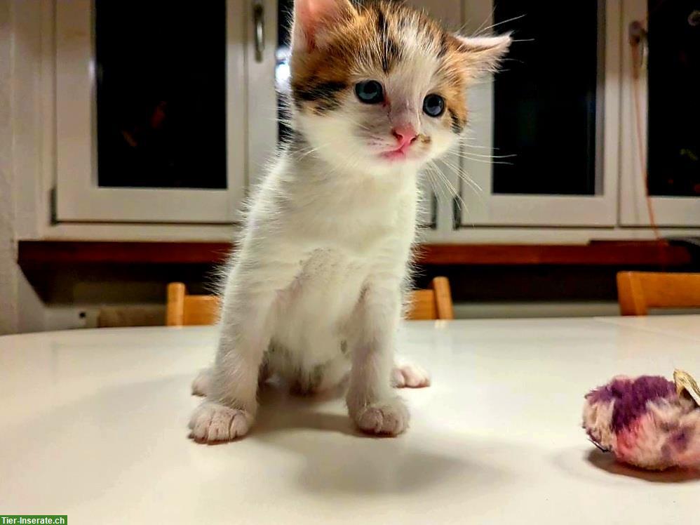 Bild 2: Sibirische Waldkatze Mix Kitten, familienfreundlich